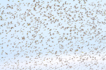 huge flock of songbirds in flight