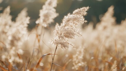 Golden reeds swaying in a sunlit field with soft focus background