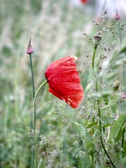 Obraz premium red poppy in a field