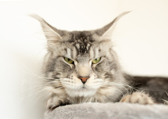 Cute tabby silver grey young maine coon cat lying on hammock on cat tree at home looking at camera. 4 month old kitten relaxing