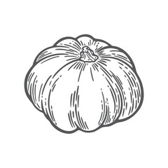 Pumpkin line drawing illustration