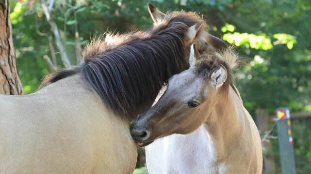 two Konik ponies licking each other's coats, affection between two horses, two Konik horses grooming each other, gray-brown horse with brown eyes in the wild, Equus ferus caballus