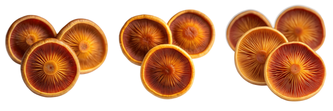 Set For saffron milk cap mushrooms isolated on transparent background