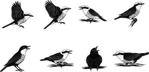 Detailed black and white bird vector illustration collection showing flying, perched, singing, and branch positions for vintage wildlife design