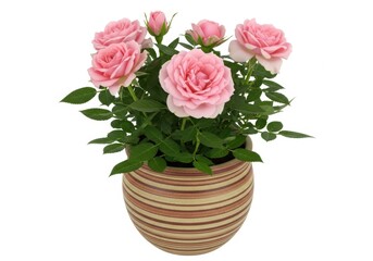 Potted pink roses with green leaves isolated on white background