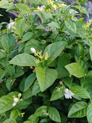 green leaves in the garden