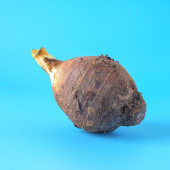 Taro root isolated on blue background. Top view,