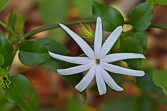 Angel Wing Jasmine: (Jasminum laurifolium)  Evergreen shrub with a scandent growth form, able to grow up 6 m tall. Usually has 9 - 11 petals with very narrow sepals 