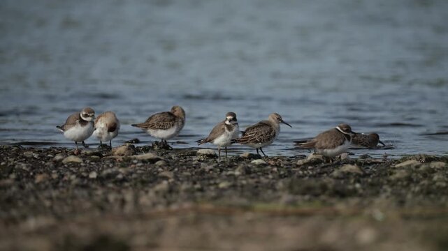 Common Ringed Plover - Charadrius hiaticula and The dunlin (Calidris alpina)
