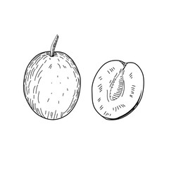 plum vector illustration