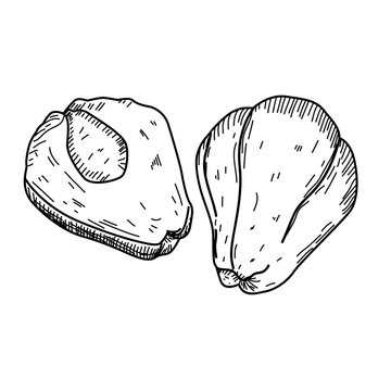 hand drawn vector illustration of chayote