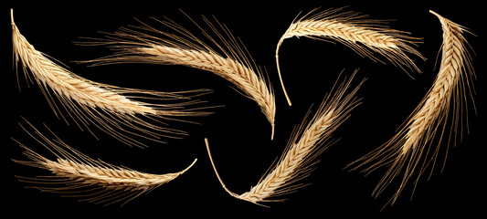 Ears of wheat isolated on black background, full depth of field