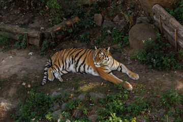 Majestic Tiger Behind Zoo Bars