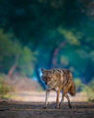 Golden Jackal in its natural habitat at Keoladeo Ghana National Park, Bharatpur. A sharp wildlife portrait with intense eyes, perfect for nature and conservation themes.	