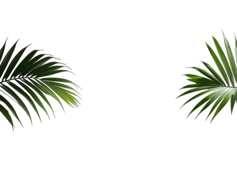 Two tropical palm fronds against a black background.  
