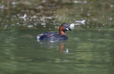 Little grebe swimming on a pond