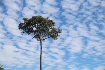 castanheira na amazônia com ceu azul ao fundo com nuvens