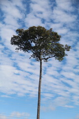 castanheira na amazônia com ceu azul ao fundo com nuvens
