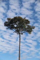 castanheira na amazônia com ceu azul ao fundo com nuvens
