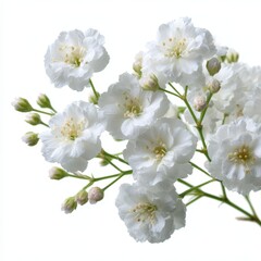 Obraz premium Delicate cluster of white gypsophila flowers isolated on a white backdrop for floral designs
