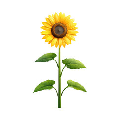 Obraz premium Bright and Vibrant Sunflower Isolated on White Background