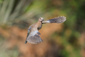 Fototapeta premium d Dove