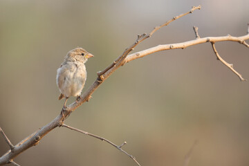 Sparrow on a branch