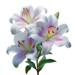 Fototapeta premium Delicate lilies spring blossom floral arrangement elegant white and pink flower detail