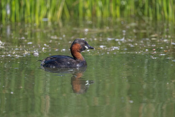 Little grebe swimming on a pond