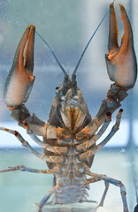 The male dignal crayfish