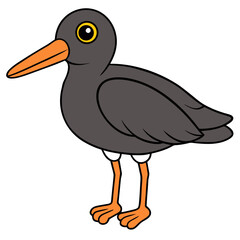 Cartoon Oystercatcher Illustration, Bird with Black and Orange Colors
