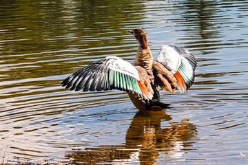 Nilgans mit offenen Flügeln badet im Wasser