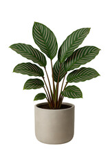 Fototapeta premium Calathea in Grey Pot High quality Realistic image.
