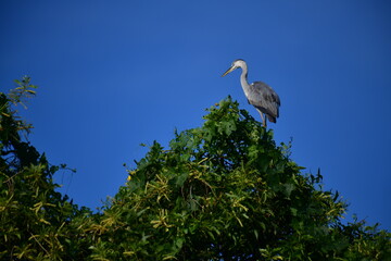 A majestic Grey Heron perches atop a lush green tree, its elegant silhouette contrasting beautifully against the clear, vibrant blue sky, observing its surroundings calmly.