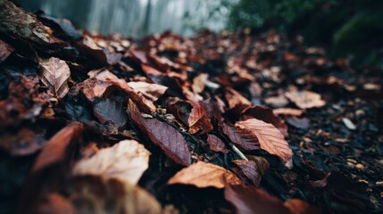 Autumnal forest floor covered in fallen leaves, close-up view.
