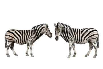 two zebra isolated on white