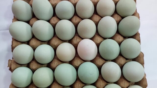 Duck eggs on the shelf