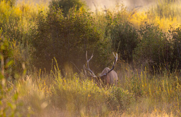 Bull Elk in Grand Teton National Park Wyoming in Autumn