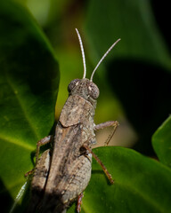 Detailed macro shot of a grasshopper blending into its dry, earthy surroundings with autumn leaves and rocks. Captured in warm natural light, this image is ideal for themes related to wildlife