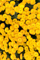 Bright yellow chrysanthemum flowers. Autumn background. Vertical image, selected focus