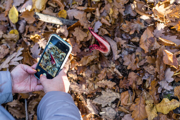 Photographing a Clathrus archeri, also known as devil's fingers or octopus stinkhorn mushroom with a phone