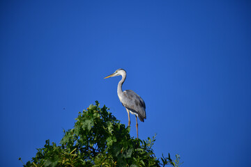 A majestic Grey Heron perches atop a lush green tree, its elegant silhouette contrasting beautifully against the clear, vibrant blue sky, observing its surroundings calmly.