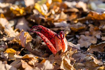 Clathrus archeri, also known as devil's fingers or octopus stinkhorn mushroom