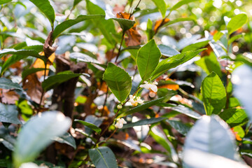 Tea bush blooming with white flowers. Tea plantation. Selected focus, horizontal image.