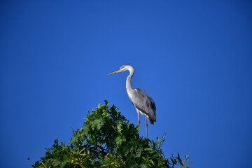 A majestic Grey Heron perches atop a lush green tree, its elegant silhouette contrasting beautifully against the clear, vibrant blue sky, observing its surroundings calmly.