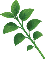 Deep Green Malabar Spinach Leafy Stem Isolated