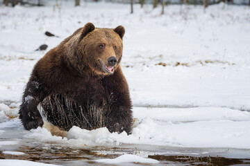brown bear in the snow