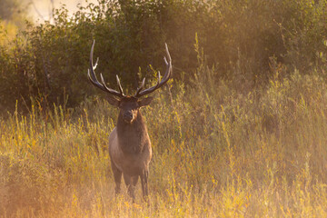 Bull Elk in Grand Teton National Park Wyoming in Autumn