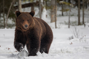 brown bear in the forest