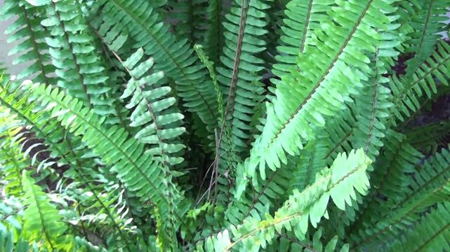 green leaves of the fern in the garden